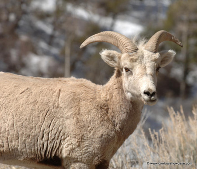 bighorn sheep ewe