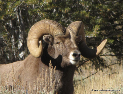 Rocky Mountain bighorn sheep ram