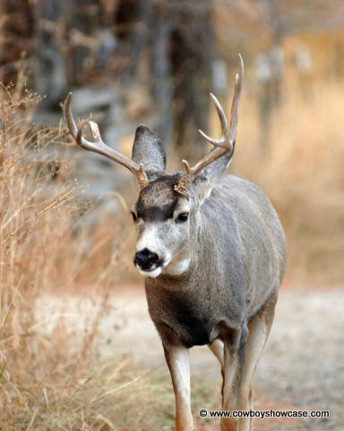 another mule deer buck