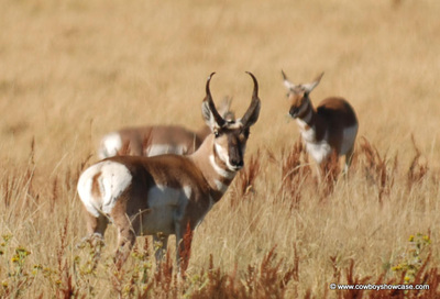 Pronghorn buck and does