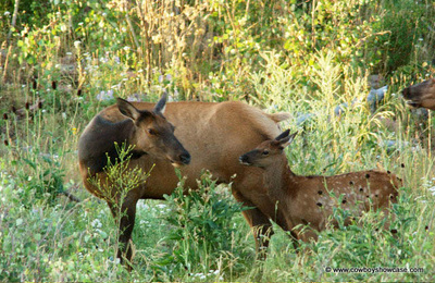 elk mother and calf