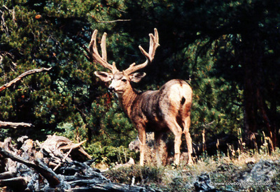 large mule deer buck