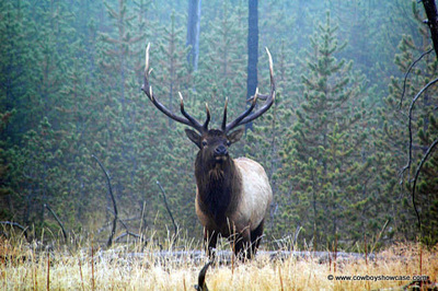 bull elk in the mist