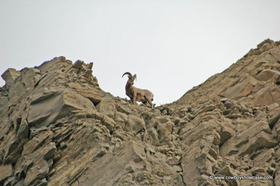 Rocky Mountain big horn sheep