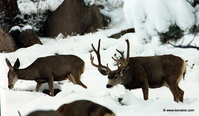 deer herd in the snow