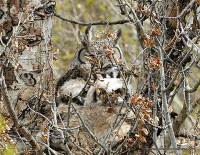 owl and nest