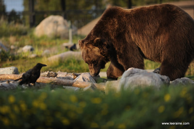 grizzly bear and raven