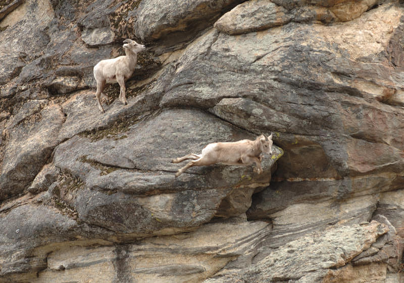 leaping lambs