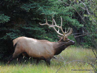 another big bull elk - wapiti